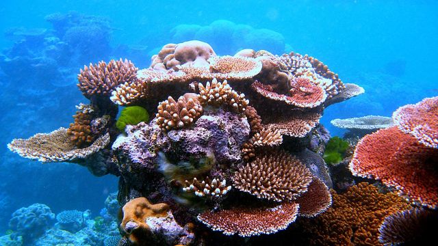 Coraux - Coral