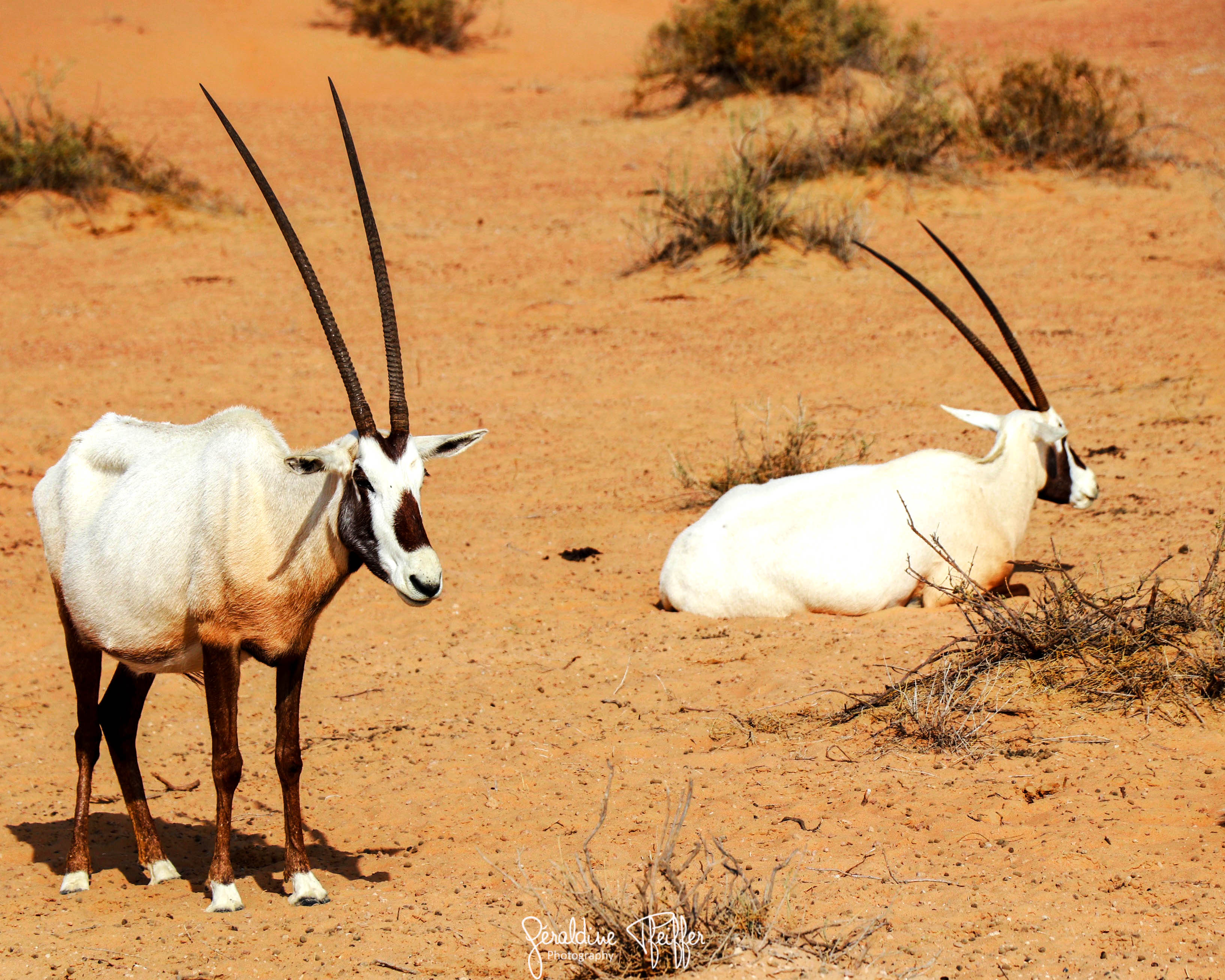 The Arabian Oryx, a vulnerable specie - UAE | Wairua ...