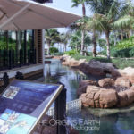 Le projet de réhabilitation des tortues de Dubaï et une de leurs piscines où ils mettent les tortues marines pour les soigner