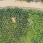 Borneo - aerial view