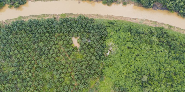 Borneo - aerial view