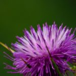Milk Thistle flower