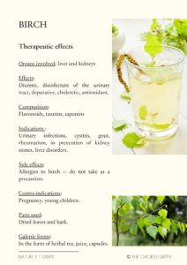 birch therapeutic effects