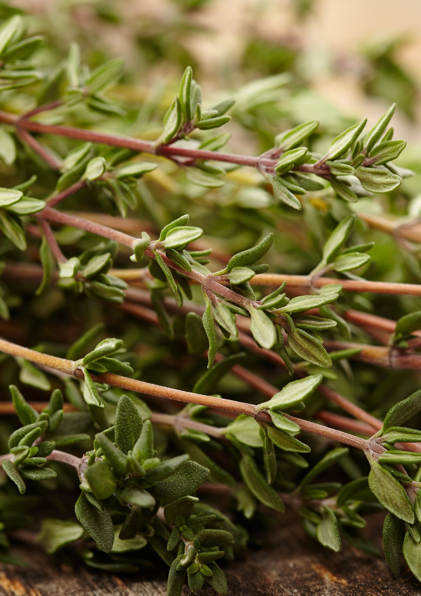 Thyme The Origins Earth Media