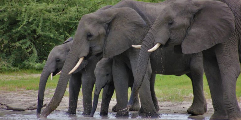 Sanctuaire éthique éléphant