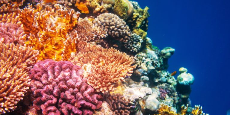 Coral engineer of the ocean