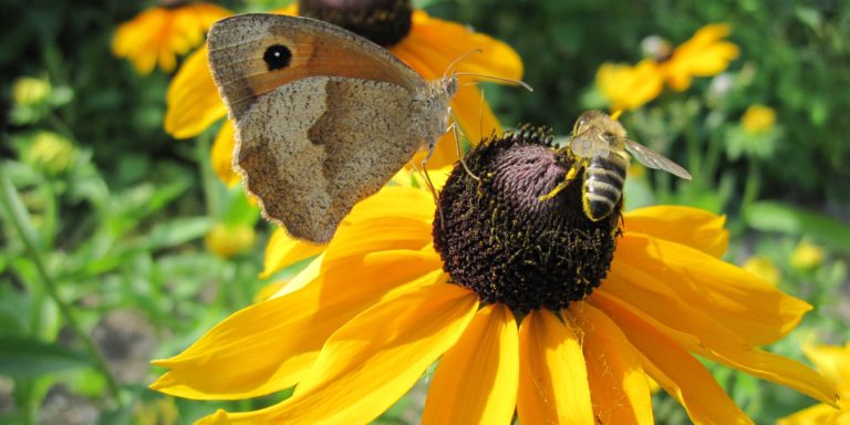Biodiversité
